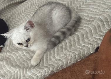 Scottish Straight Chinchilla silver di 4 mesi