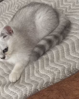 Scottish Straight Chinchilla silver di 4 mesi