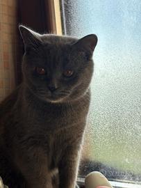 British Shorthair Da Monta