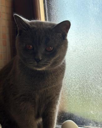 British Shorthair Da Monta