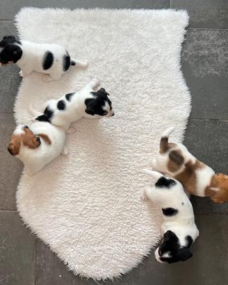 Jack Russell Terrier pelo coro