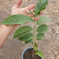 Piante di Biribà ( Rollinia deliciosa, Annona )