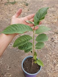 Piante di Biribà ( Rollinia deliciosa, Annona )