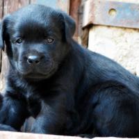 Cuccioli Labrador