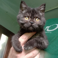 British shorthair