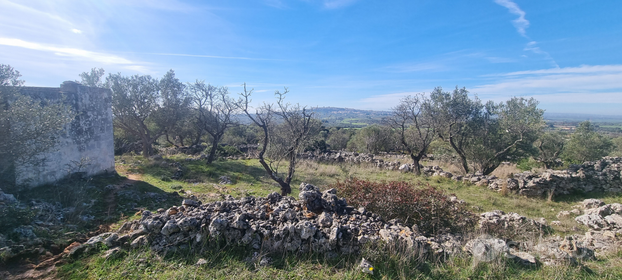 Terreno agricolo 1,68 ettari