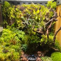 Terrario bioattivo con Dendrobates Azureus