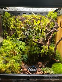 Terrario bioattivo con Dendrobates Azureus