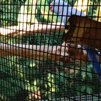 Parrocchetti dal collare