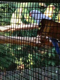 Parrocchetti dal collare