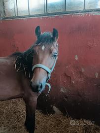 Pony da salto