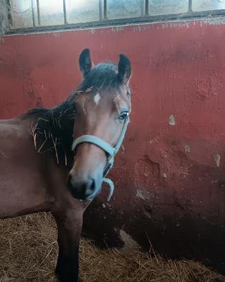 Pony da salto