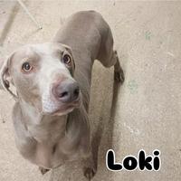 Loki weimaraner in adozione