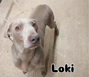 Loki weimaraner in adozione