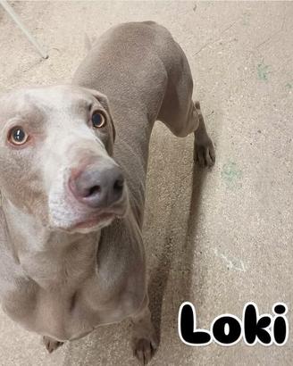 Loki weimaraner in adozione