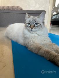 Cuccioli Gatto Siberiano Neva Masquerade, pedigree