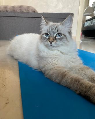 Cuccioli Gatto Siberiano Neva Masquerade, pedigree