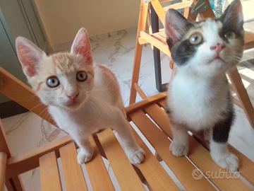 Gattini di due mesi e mezzo