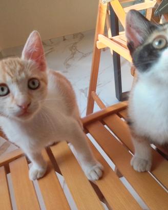 Gattini di due mesi e mezzo