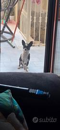 CHIWAWA MASCHIO  DI UN ANNO  circa