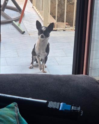 CHIWAWA MASCHIO  DI UN ANNO  circa