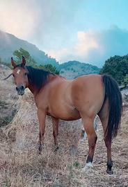 Cavalla araba