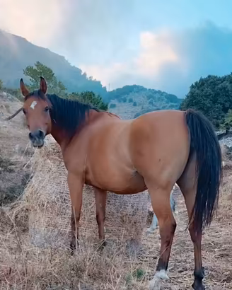 Cavalla araba