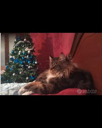 Monta stallone Maine coon