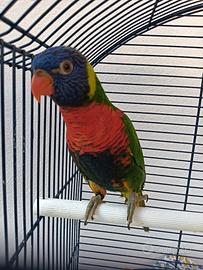 Pappagallo Lory Arcobaleno