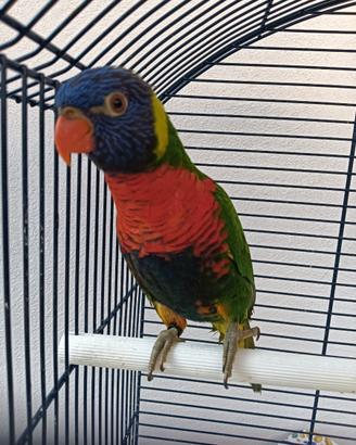 Pappagallo Lory Arcobaleno