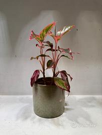 Pianta aglaonema crete flame