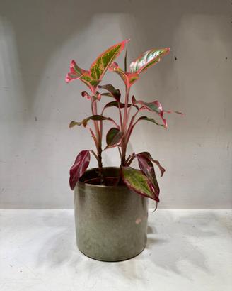Pianta aglaonema crete flame