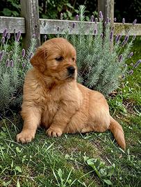 Cuccioli Golden Retriever: ENCI-FCI-ASL