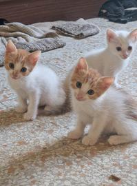 gattini di 3 mesi 