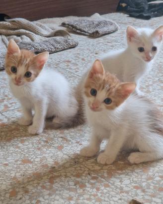 gattini di 3 mesi 