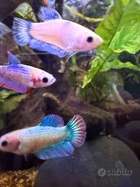 Betta splendens