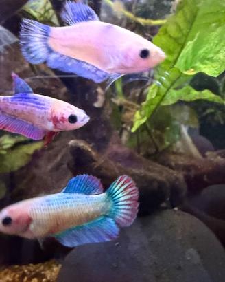 Betta splendens