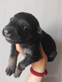 Cucciolata di pastore tedesco
