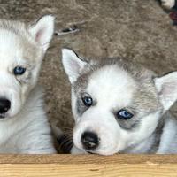 4 Cuccioli di husky