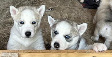 4 Cuccioli di husky