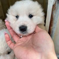 Cuccioli pastore abruzzese