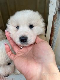 Cuccioli pastore abruzzese