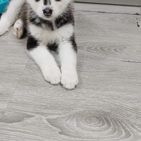 Cucciola siberian husky