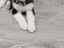 Immagine 1