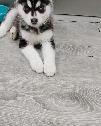 Cucciola siberian husky