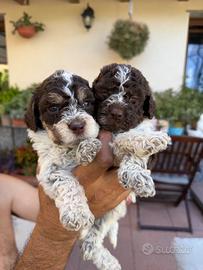 Cuccioli di Lagotto Romagnolo Genova