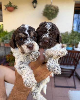 Cuccioli di Lagotto Romagnolo Genova