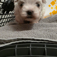 Maltese maschietto taglia piccola