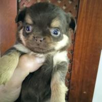 Cuccioli di Chihuahua