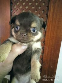 Cuccioli di Chihuahua